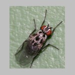 Anthomyia sp - Blumenfliege 01a.jpg